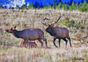 Cervus elaphus nelsoni